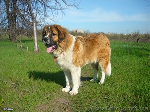 Отдам молодого мальчика московской сторожевой #24797