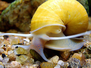 Улитки Ампулярии #24351