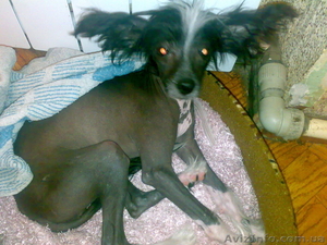 Продам Китайскую хохлатую #24206