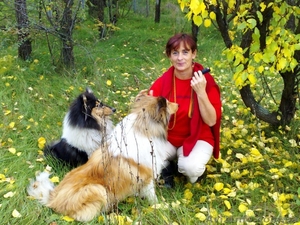 щенки колли продам. #25095