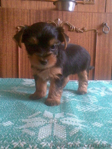 Щенки Йоркширского терьера #19749