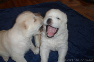 Продам Щенков Северо-Кавказского Волкодава #18829