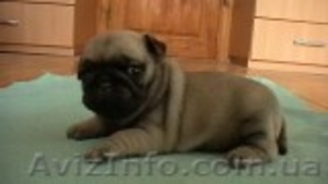 Мопсы щенки.  Недорого #24070