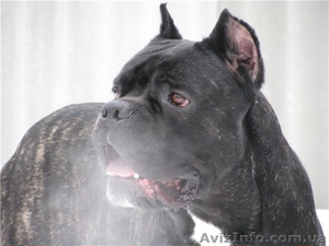 Продам щенков кане корсо #25513