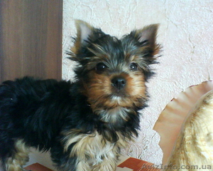 Щенок йоркширского терьера,  мальчик #27535