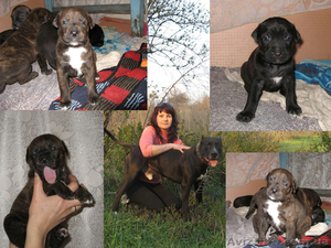 Продам щенков пит-бультерьеров!!! #23044