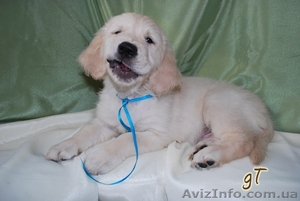 Голден ретривер - Золотистый ретривер #26409