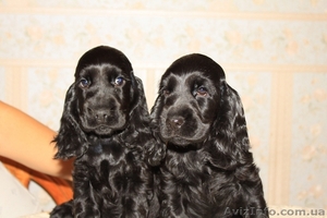 Английский кокер спаниель. Щенки от питомника Style of Mary. #21587