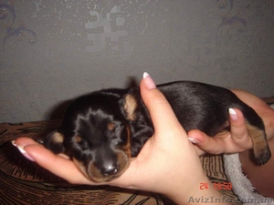 Продам щенков таксы! #25049