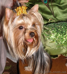 Йоркширский терьер, щенки #23587