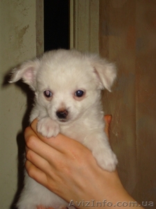 Продам щенка чихуахуа #19201