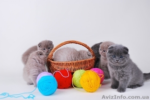 Продажа котят от элитных производителей #25885