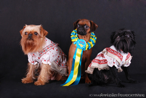 Щенки гриффона и пти брабансона #23057