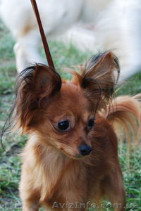 щенки длинношерстного  той  терьера #25415