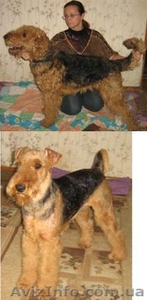 Тримминг,  стрижка собак #22859