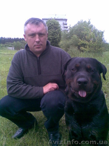 Ротвейлер мальчик ищет #21946