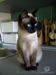 Отдам кошку в хорошие руки #26317