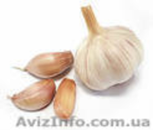 Предлагаю чеснок #21451