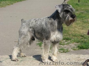 Предлагается для вязки племенной кобель цвергшнауцера (pps)  #19338
