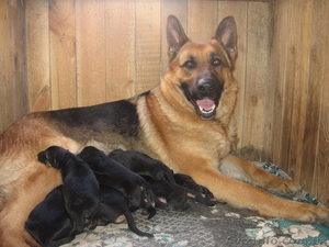 Щенки от немецкой овчарки.  #24734