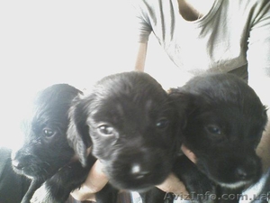 Продаю щенков русского спаниеля. #25318