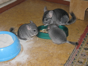 продажа шиншил, с клеткой, недрого, очень хорошие животные!!! #25567