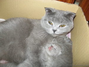 Продается котенок,  порода-шотландская вислоухая #25734