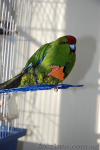 Новозеланский краснолобый попугай #21455