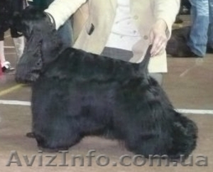 Щенок Американского кокер-спаниеля #23501