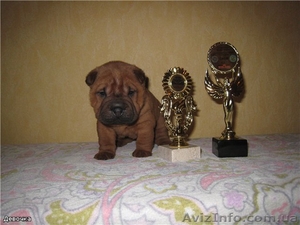 шарпей щенки мини и стандарт #25003