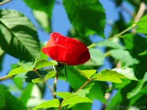 Продажа своей квартиры в  Малиновском районе #20370