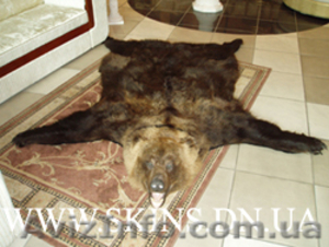 Шкуры ковры шкура медведя таксидермия чучела медведя #22204