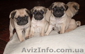 Продам щенков мопса c документами ККУ #19506