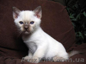 котята ТОНКИНСКОЙ породы #22329