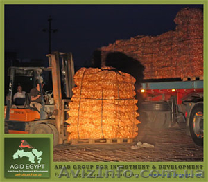 Лук репчатый из Египта #26338