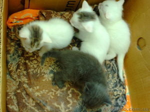 Котята(мать русский крысолов) #25951
