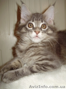 Мейн кун-добродушный великан #23484