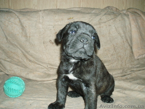 кане-корсо итальяно #23498