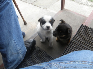 ОТДАМ В ХОРОШИЕ РУКИ ЩЕНКОВ (ДВОРНЯГИ) МАЛЕНЬКОЙ ПОРОДЫ. #25700