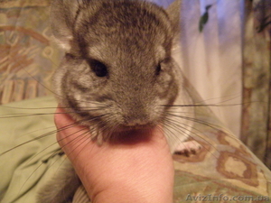 ПРОДАМ ШИНШИЛЛ род.19.03.10 #26505