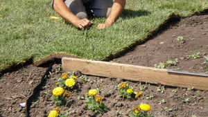 укладка рулонного газона в Днепропетровске #26344