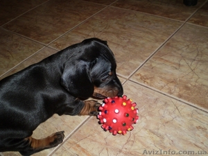 Щенки гладкошерстной таксы от титулованных родителей с международной  родословно #23981