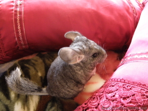 Продам шиншилл домашнего разведения #25439