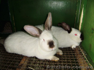 Кроликов колифорнийской породы #24699