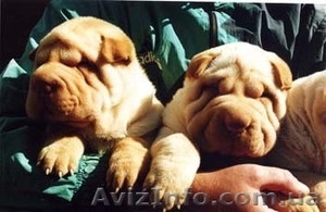 Китайский шар-пей щенки различных окрасов. #18892
