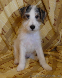 Щенки жесткошерстного фокстерьера #20866