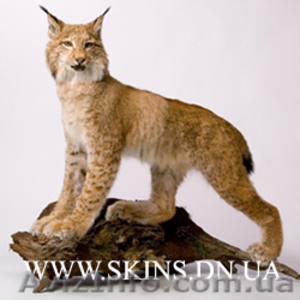 Чучела животных и птиц для оформления интерьера #22200