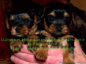 йоркширский терьер #25758
