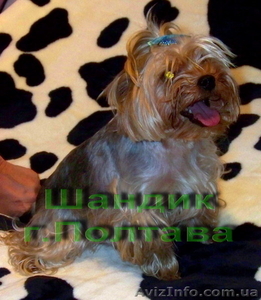 Продам щенка йоркширского терьера. #27501