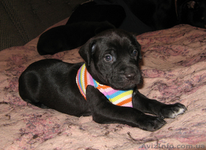 Продам самых красивых щенков!!! #26337